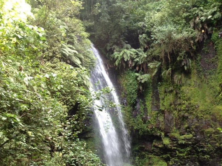 Waterfall dropping down a rock face covered in moss and ferns in the rainforest of Amber Mountain.