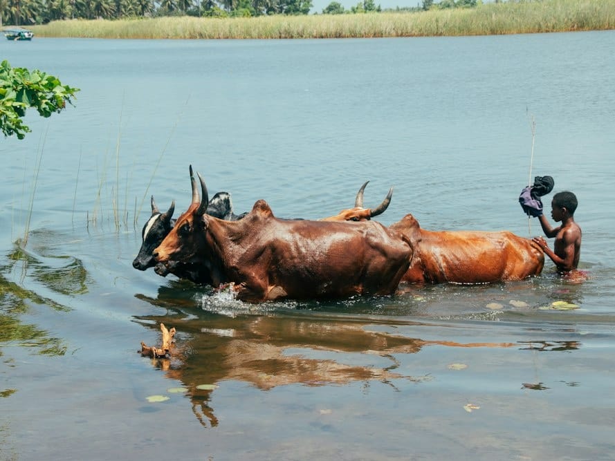 A young herder guides zebu cattle swimming across the Pangalanes Canal, with reed beds in the background.