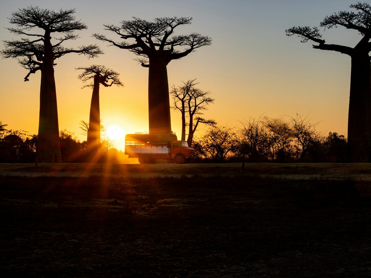 A bush truck passing the silhouettes of tall baobabs at sunset, in Madagascar.