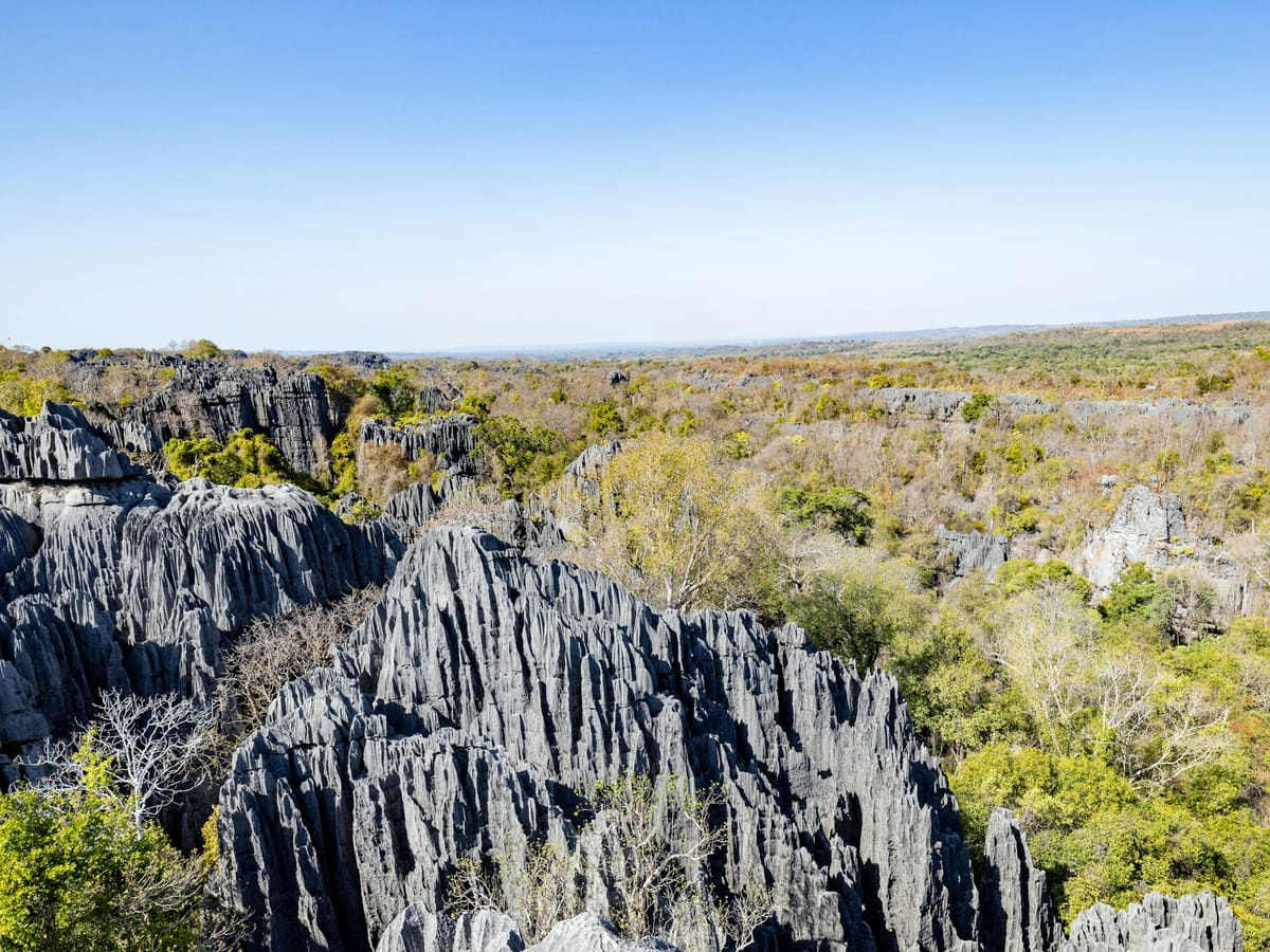 Grey limestone pinnacles of the Tsingy de Bemaraha rising from a dry forest of green and golden foliage, under a cloudless blue sky.