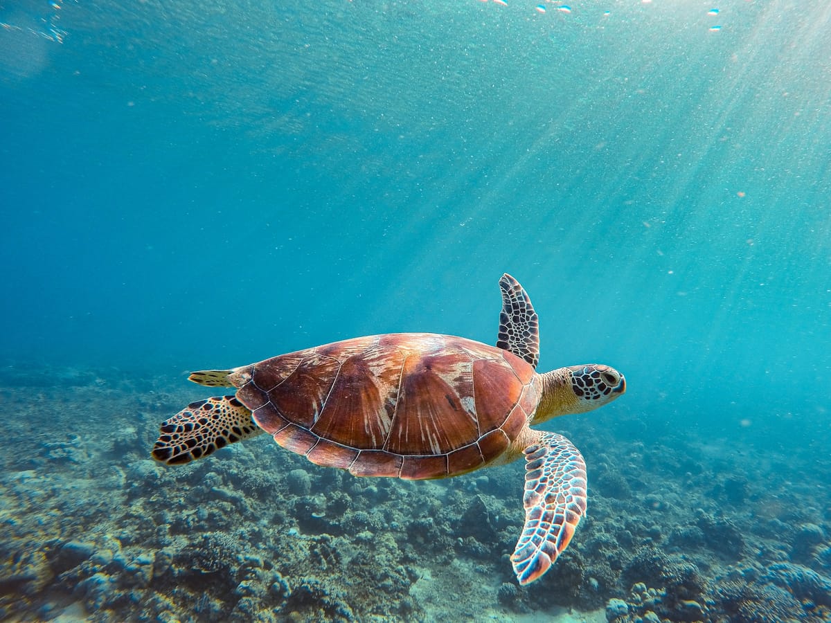 A sea turtle swimming above a coral reef in turquoise water shot through with sunbeams.