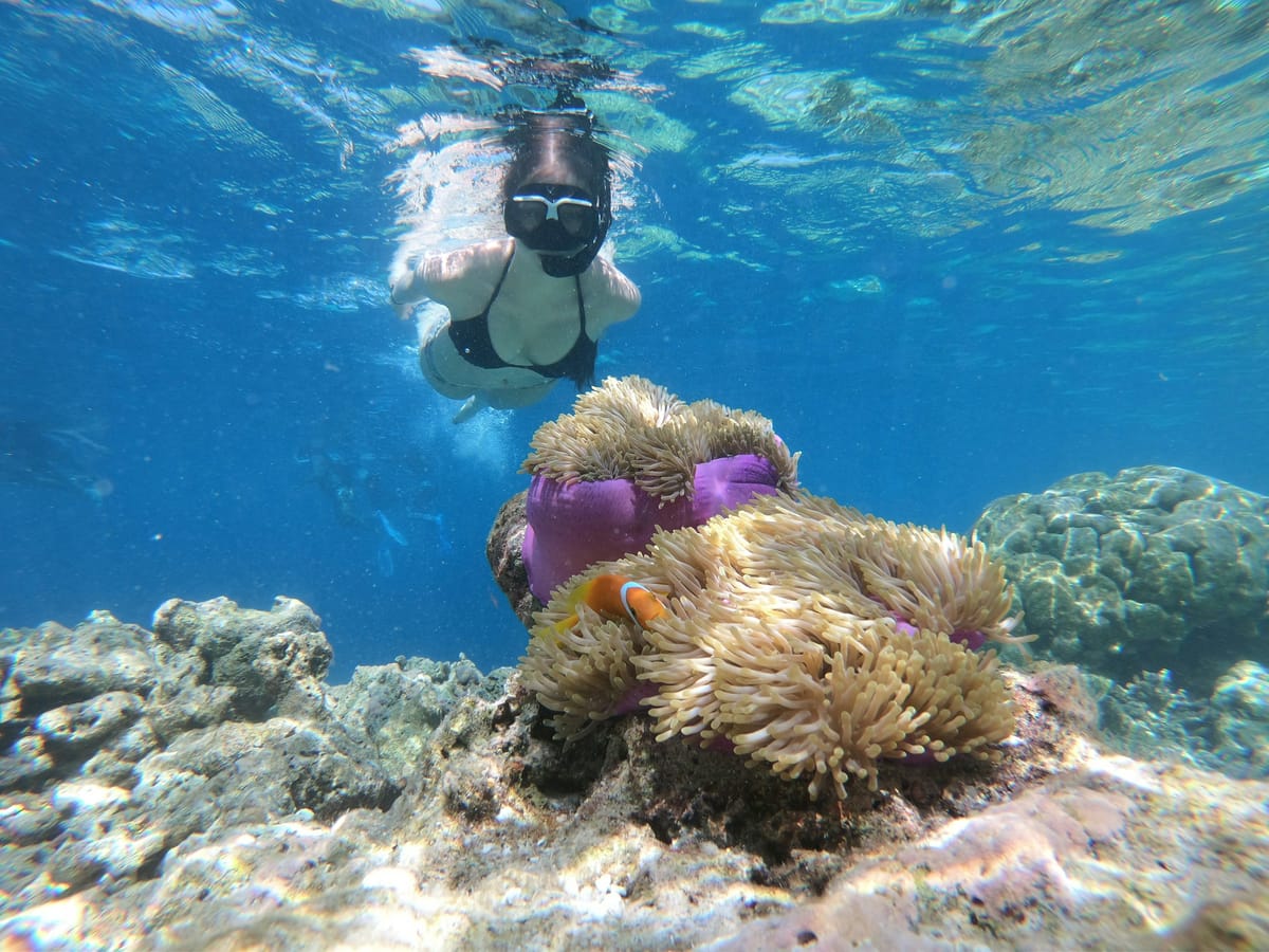 A snorkeller with mask and snorkel looks down, just below the surface, at a clownfish nestling in a large sea anemone on the reef.