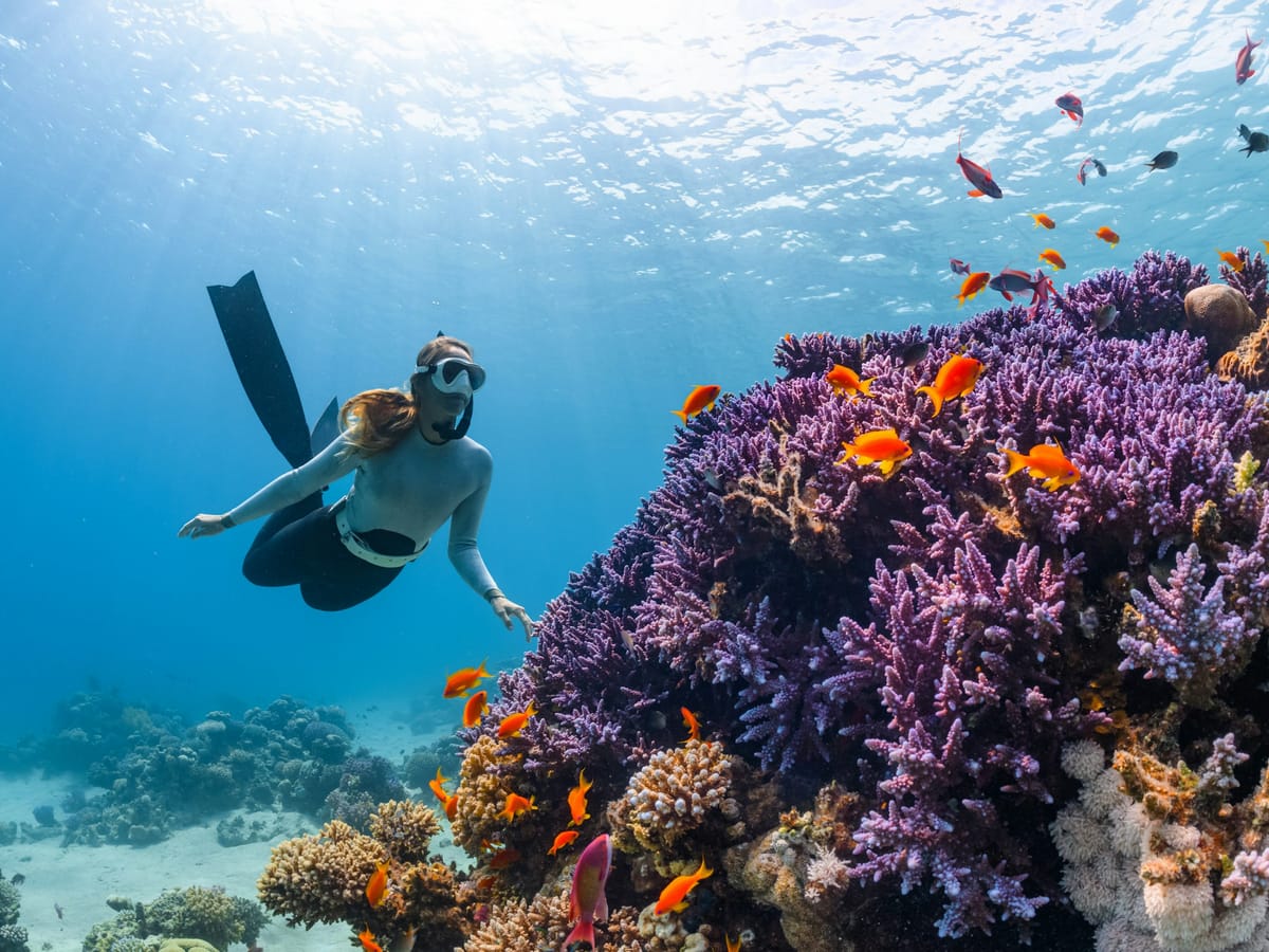 A swimmer with a mask and long fins glides above a mound of purple coral surrounded by orange fish.