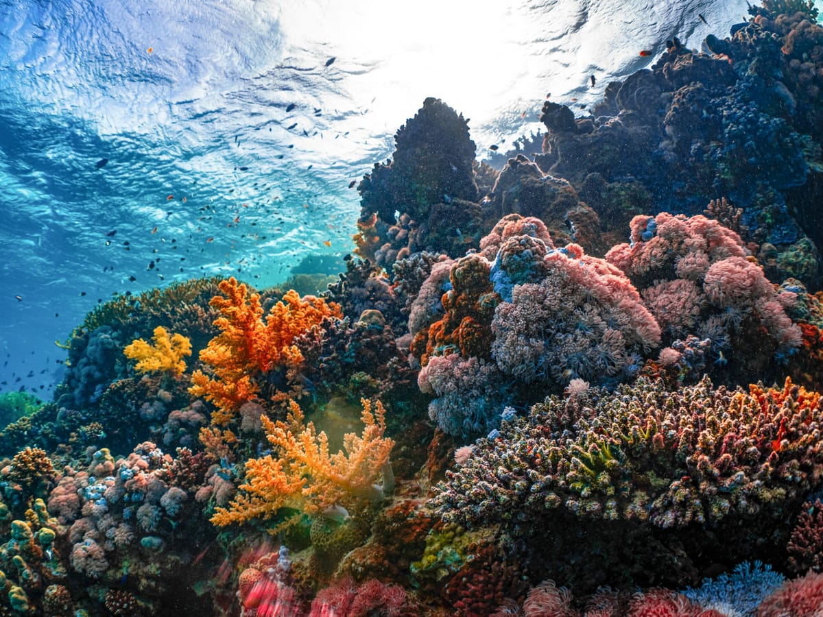 A reef crowded with orange, pink and purple soft corals, seen just below the surface.