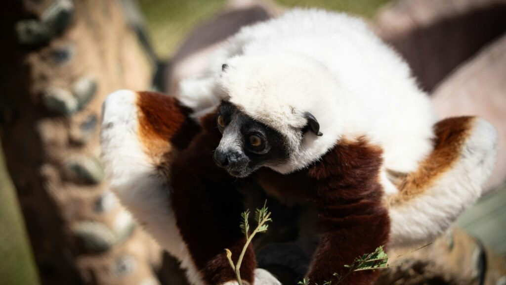 A Coquerel's sifaka with white and maroon fur, clinging to a tree