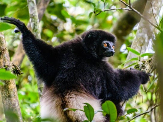 Milne-Edwards’s sifaka with black fur and pale flanks, clinging to a tree in the Ranomafana rainforest.