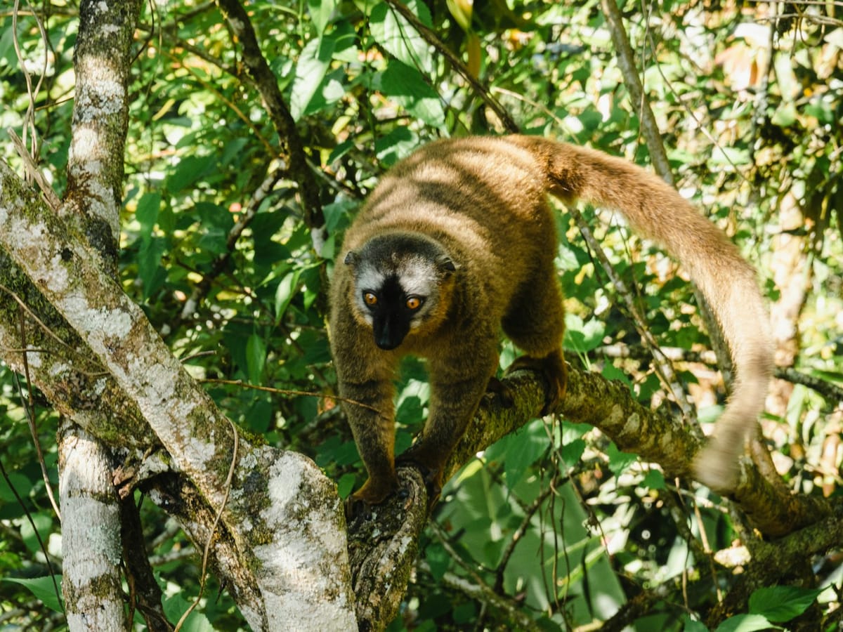 Red-fronted brown lemur balancing on a branch amid dense foliage in Ranomafana National Park.