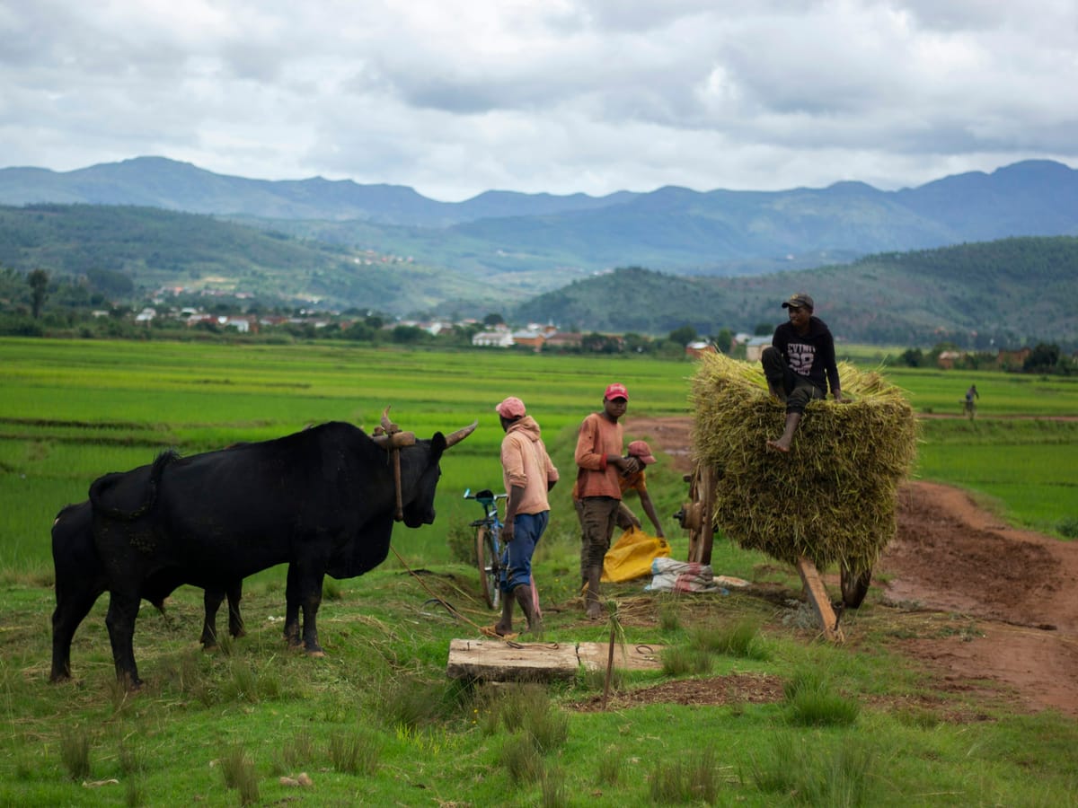 Farmers and a pair of zebu beside green rice fields, next to a cart piled with rice sheaves, in the Ankaratra region of the Highlands.