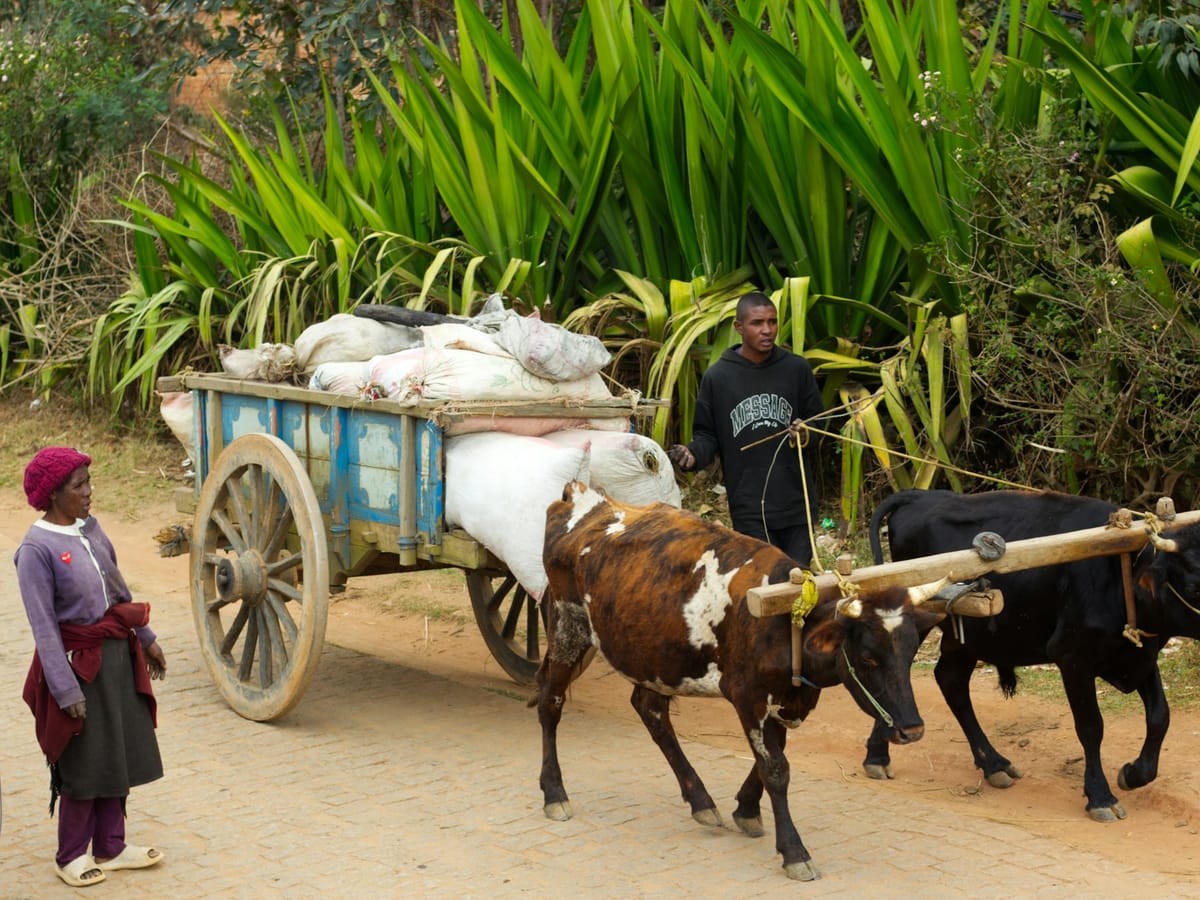 A wooden cart loaded with sacks, pulled by two yoked zebu and led by a young man, as a woman looks on, in Madagascar.
