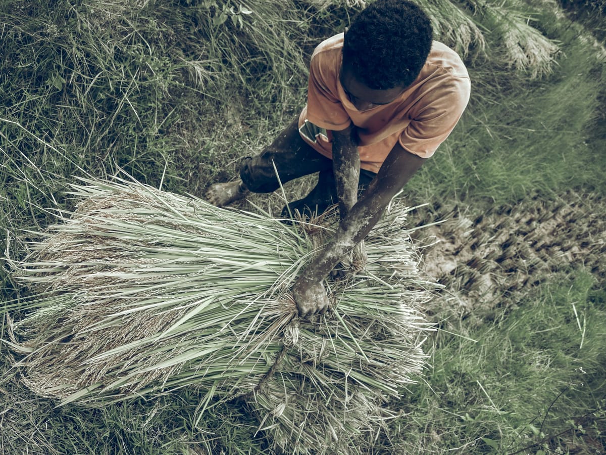 Seen from above, a farmer gathers a large sheaf of freshly cut rice during the harvest, in the Antananarivo region.