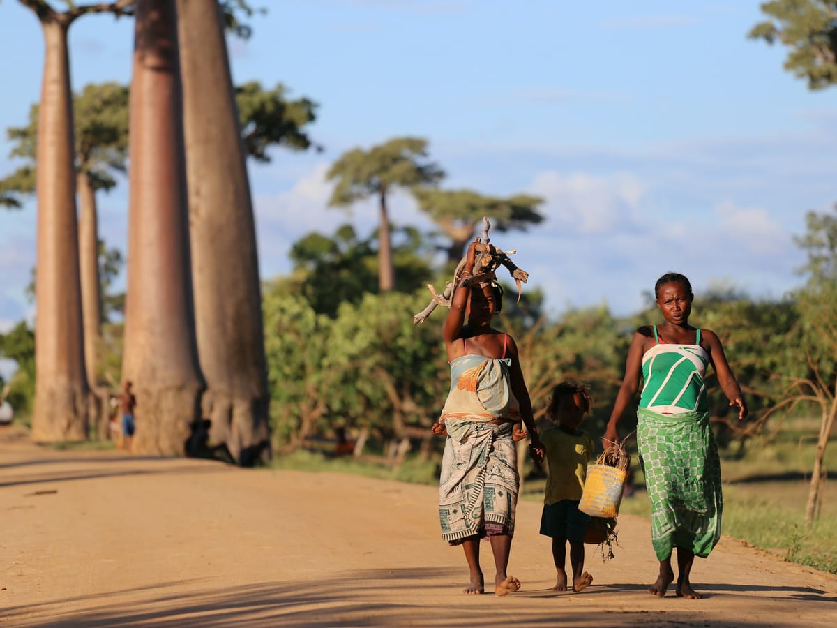 Two women in wraps and a little girl carrying a woven basket walk barefoot along a baobab-lined track, one balancing firewood on her head, in Madagascar.