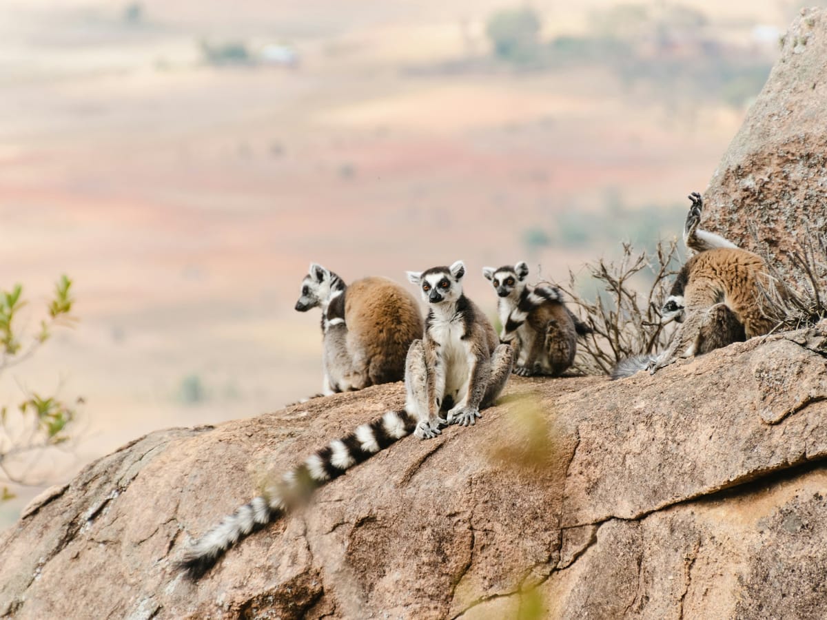 Four ring-tailed lemurs sitting on a large boulder, one of them letting its long black-and-white ringed tail hang down.