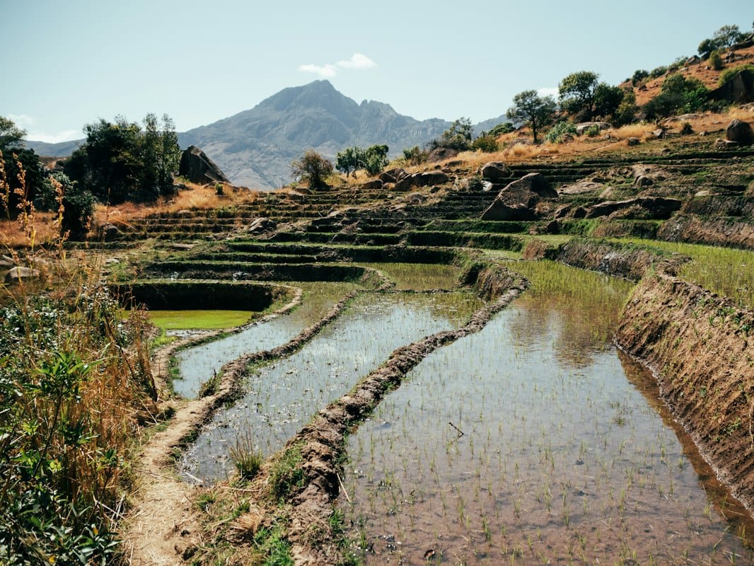 Flooded terraced rice paddies with young shoots below a rocky peak in the Tsaranoro Valley.