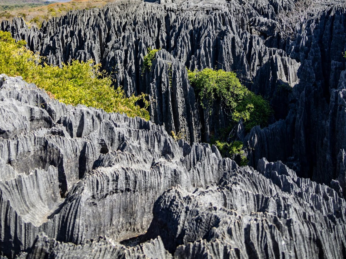Sharp grey limestone blades of the Tsingy de Bemaraha, dotted with clumps of green vegetation.