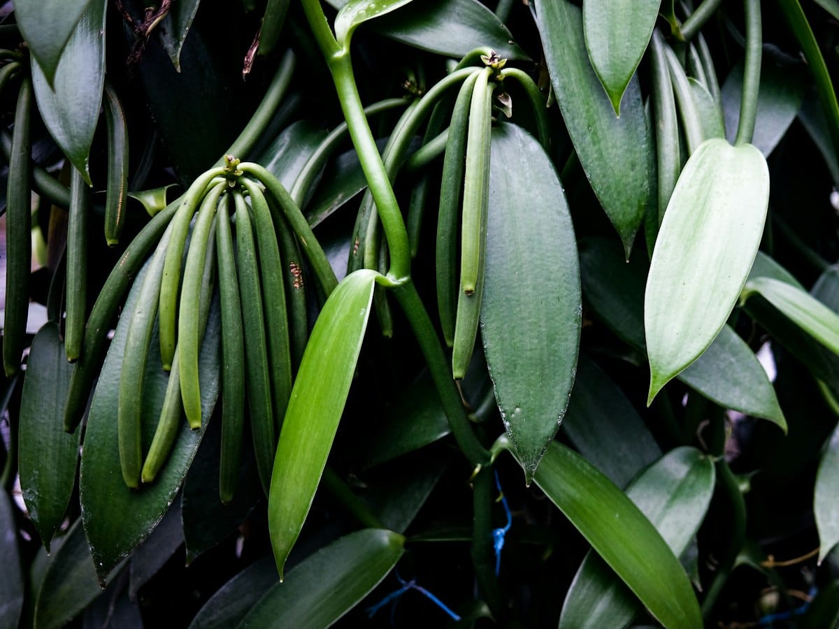 Green vanilla pods on the vine, before the harvest
